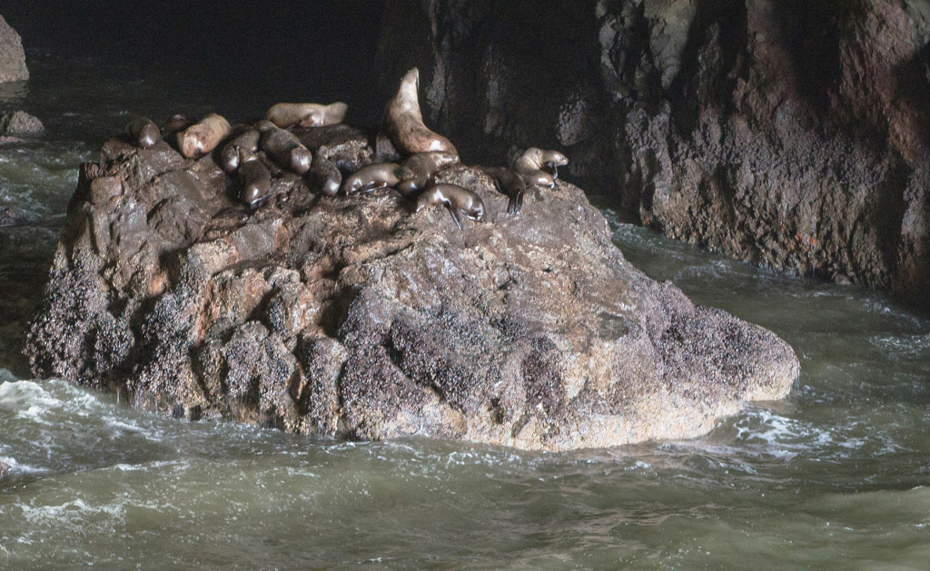 Lachtaní relax na skále