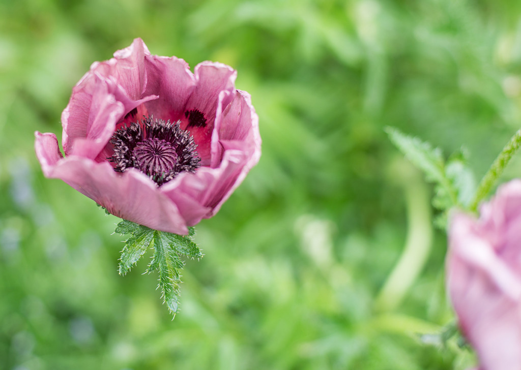 salt-lake-city-poppy-blossom-flower-DSC_1612
