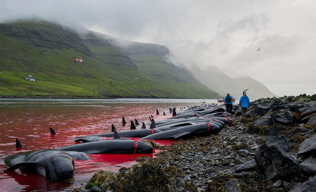 whale killing in Faroe Islands