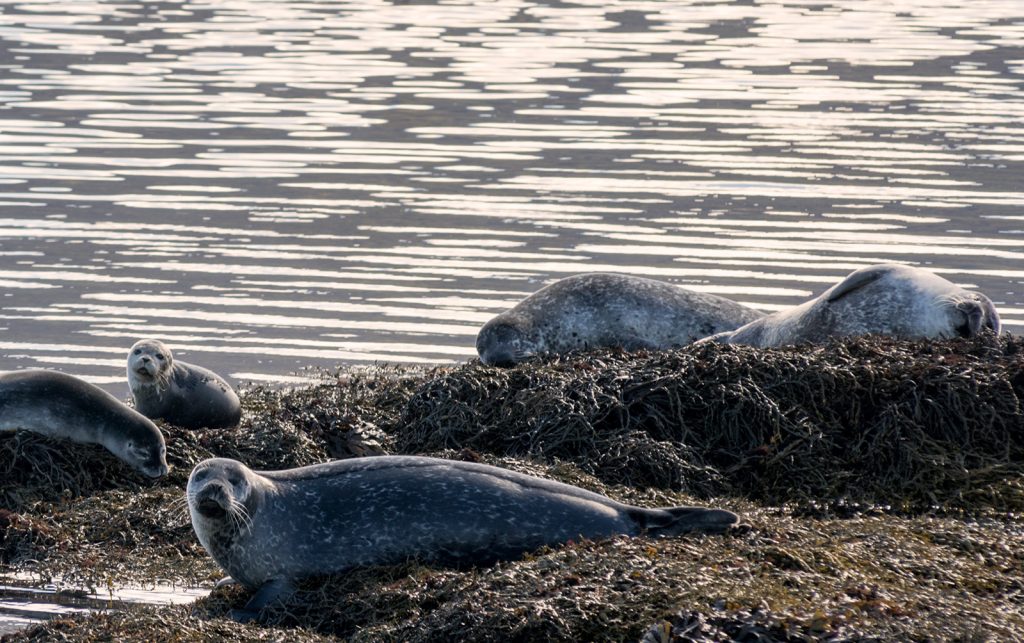 group-of-seals-in-iceland-westfjords