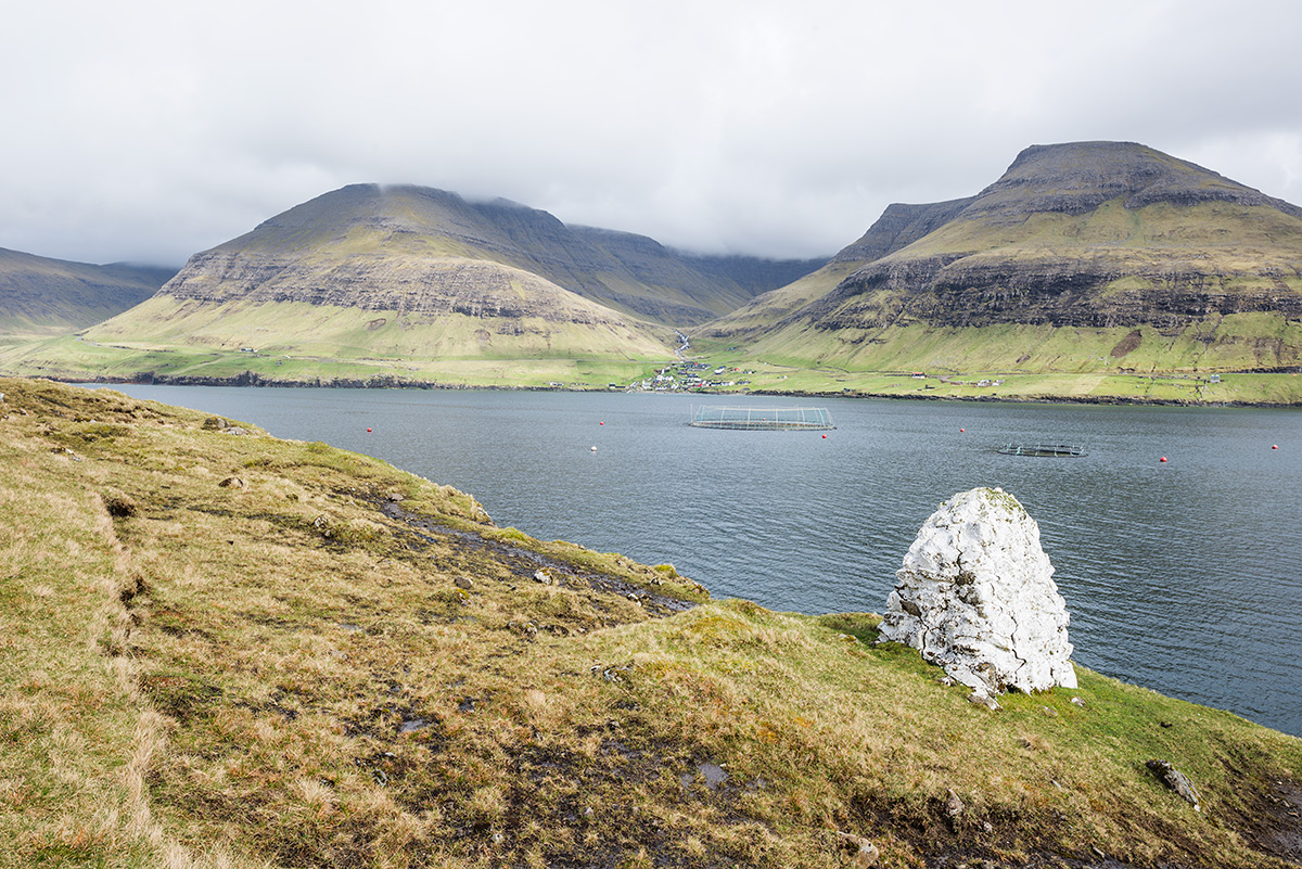 Faroe islands salmon