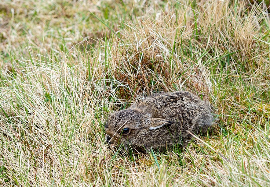 Rabbit in Faroe islands