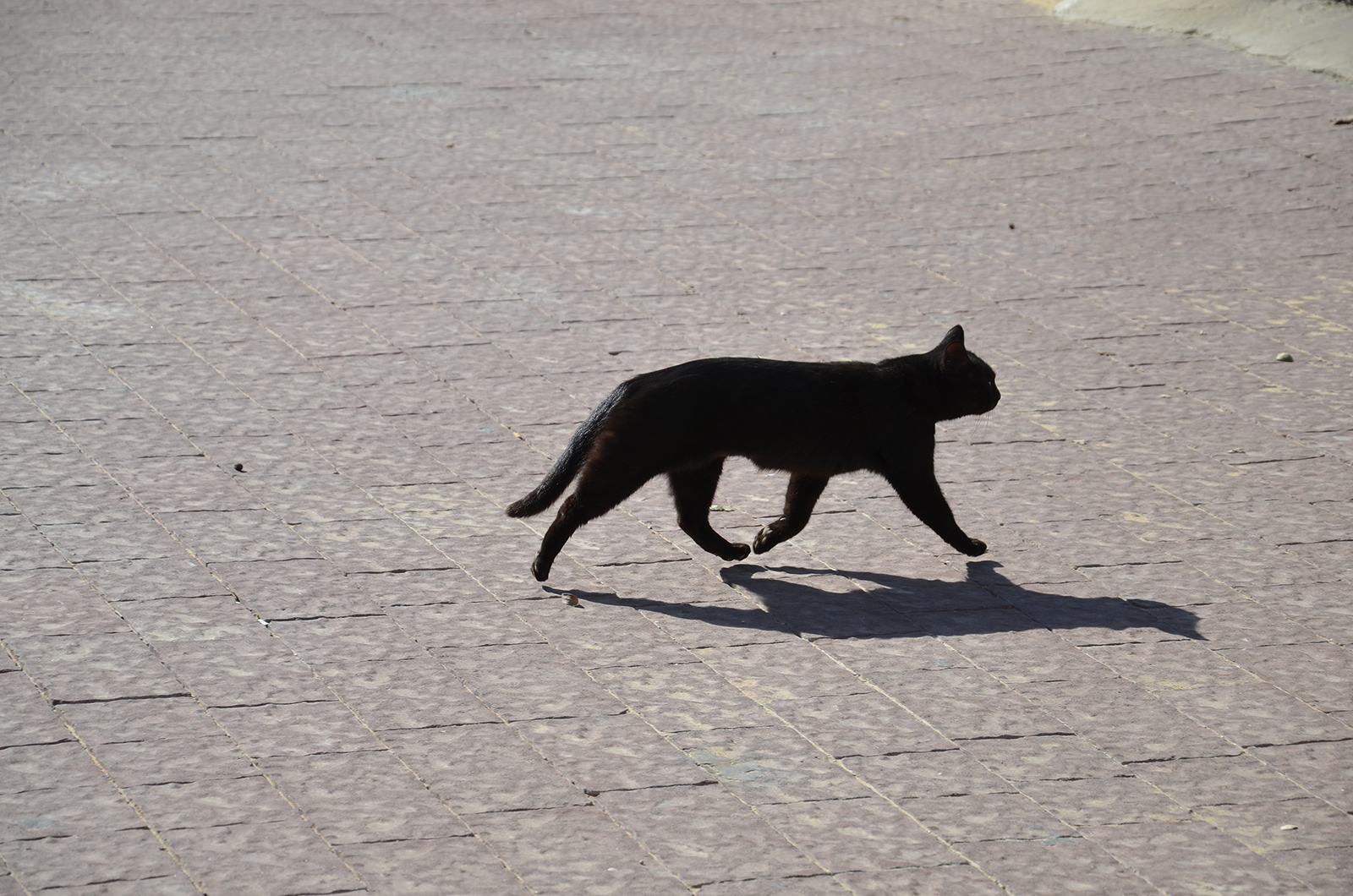 levitující kočka, Mizpe Ramon, Izrael