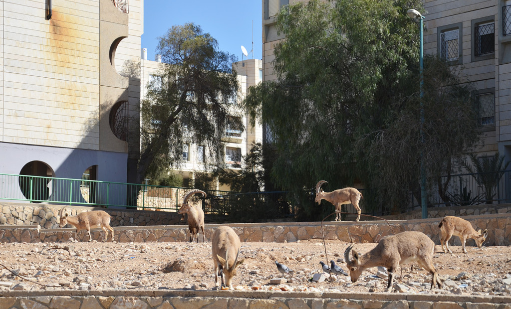 Nubijští kozorožci pasoucí se na bůhvíčem, Mitzpe Ramon, Izrael