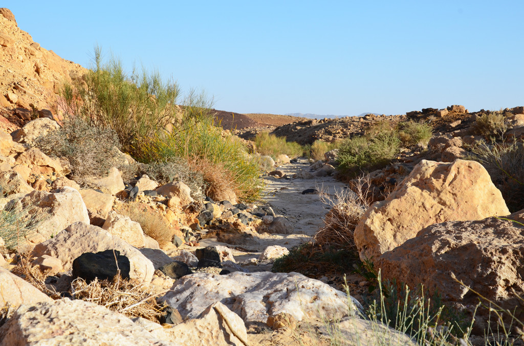 vádí v Negevské poušti