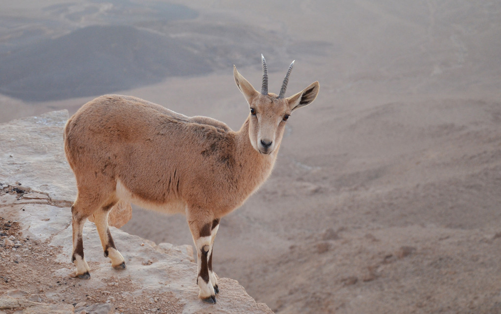 Kozorožec Nubijský na hraně Ramonského kráteru, Mitzpe Ramon, Izrael