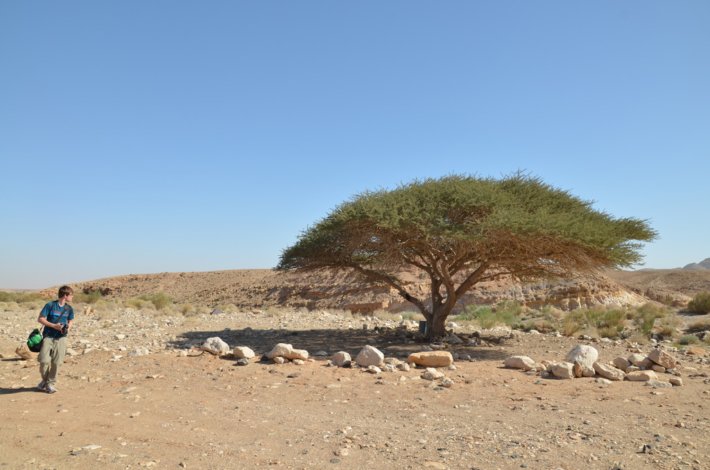 osamělý strom vprostřed pouště, Negevská poušť, Izrael