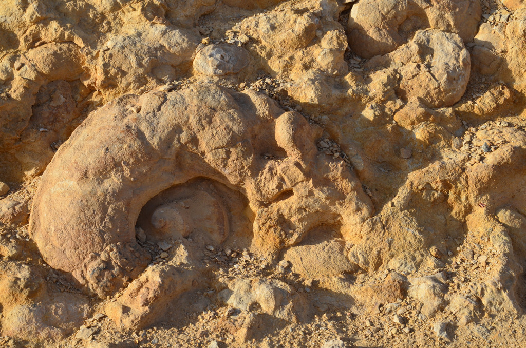 Amonite wall, Negevská poušť, Izrael