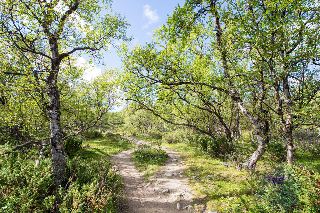 Dovrefjell–Sunndalsfjella nationalpark, Norway