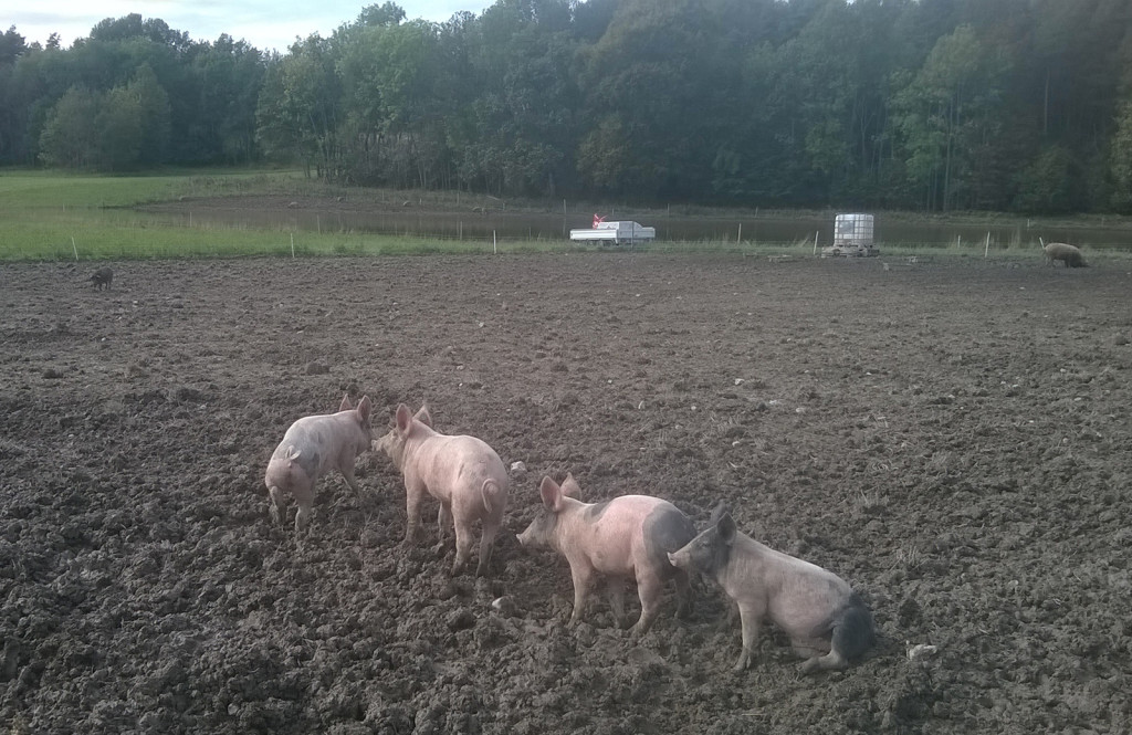 Organická bioprasátka na farmě v norsku