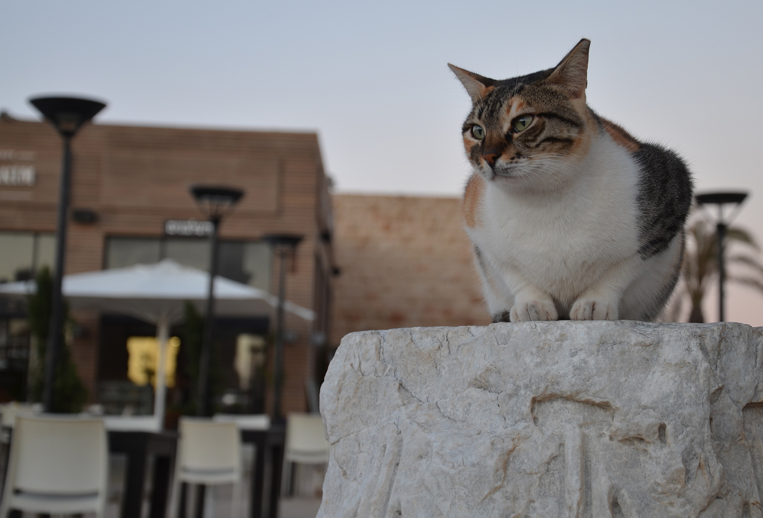 Kocouří model, Caesarea, Izrael