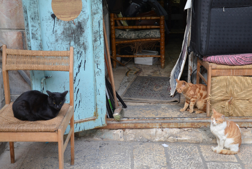 kočky, místní ochočené šelmy, Jeruzalém, Izrael