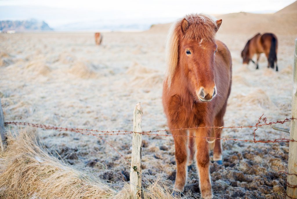 icelandic horses