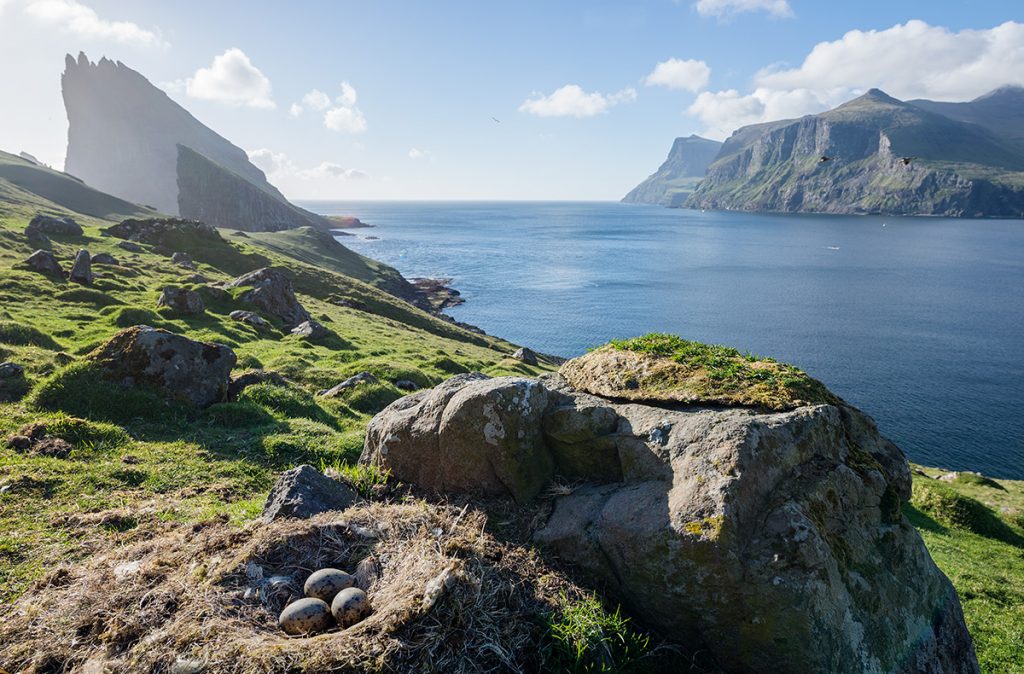 Bird eggs in Faroe Islands